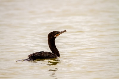 黑鸭子白天在水上